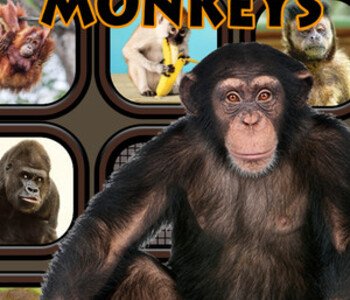 Animals Memory: Monkeys