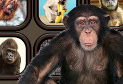 Animals Memory: Monkeys