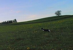 BorderCollie Game