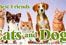 My Best Friends - Cats & Dogs