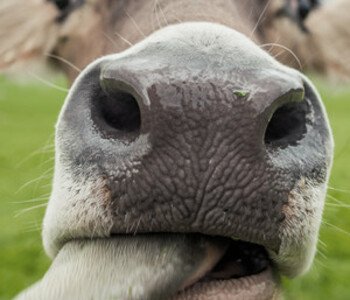 The Cows Are Watching